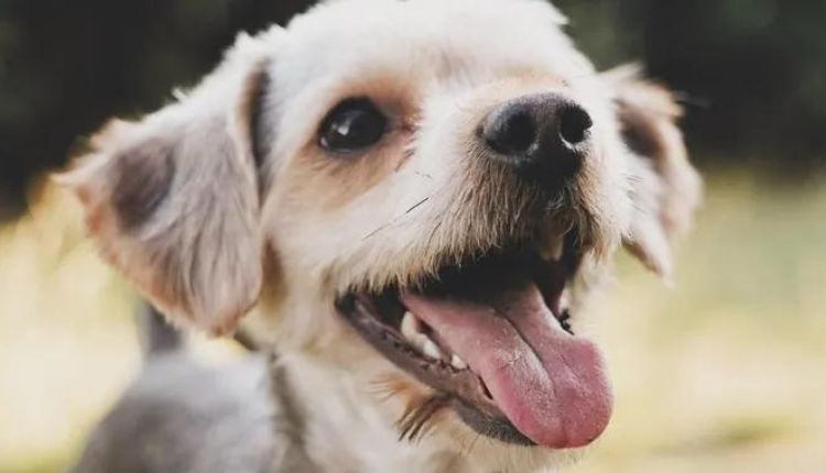 أبرز أعراض كسر الأسنان عند الكلاب